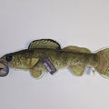 Steel Dog Denim Walleye Dog Toy